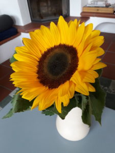 Sonnenblume